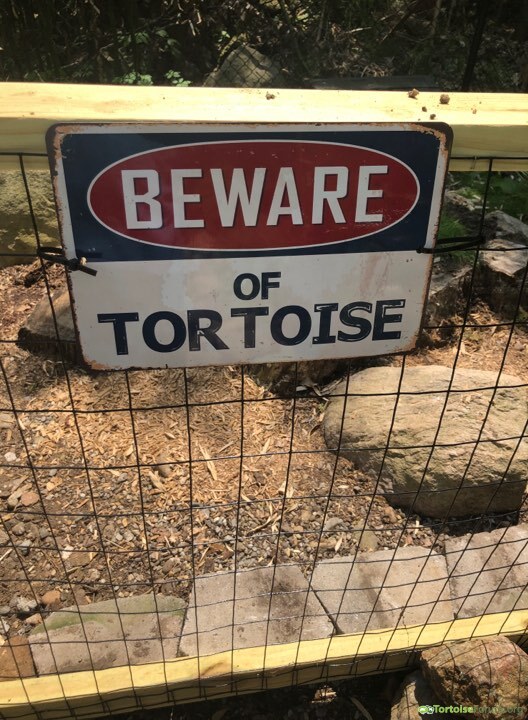 Beware of Tortoise