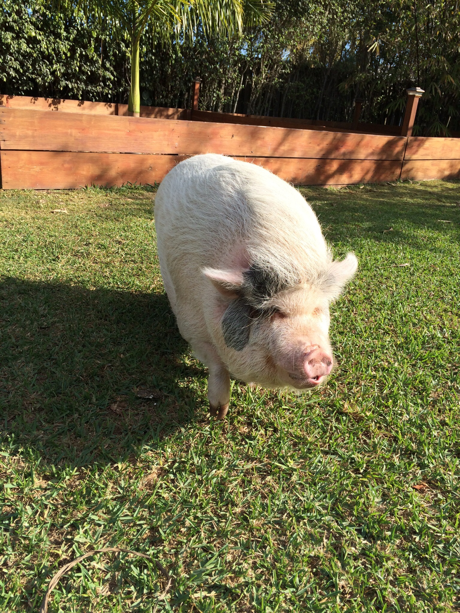 Our potbellied pig