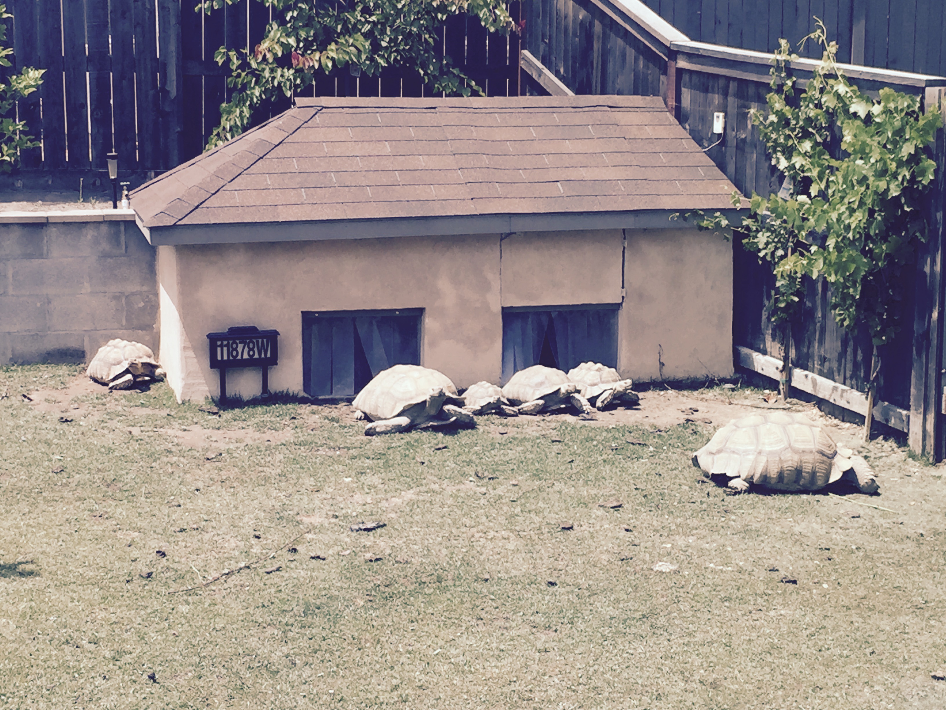 The tortoise house