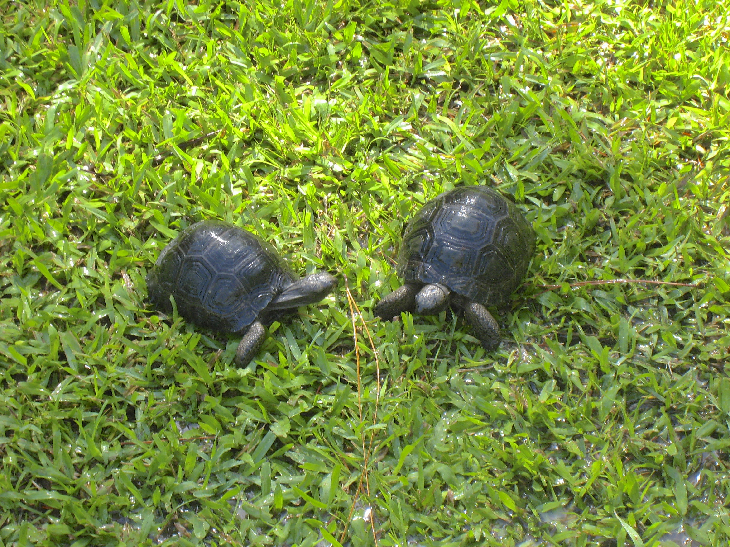 Young aldabra tortoises