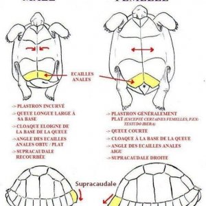 male vs female tortoises.jpg