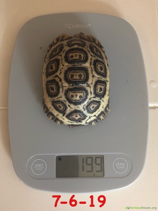 199 grams at 9 months