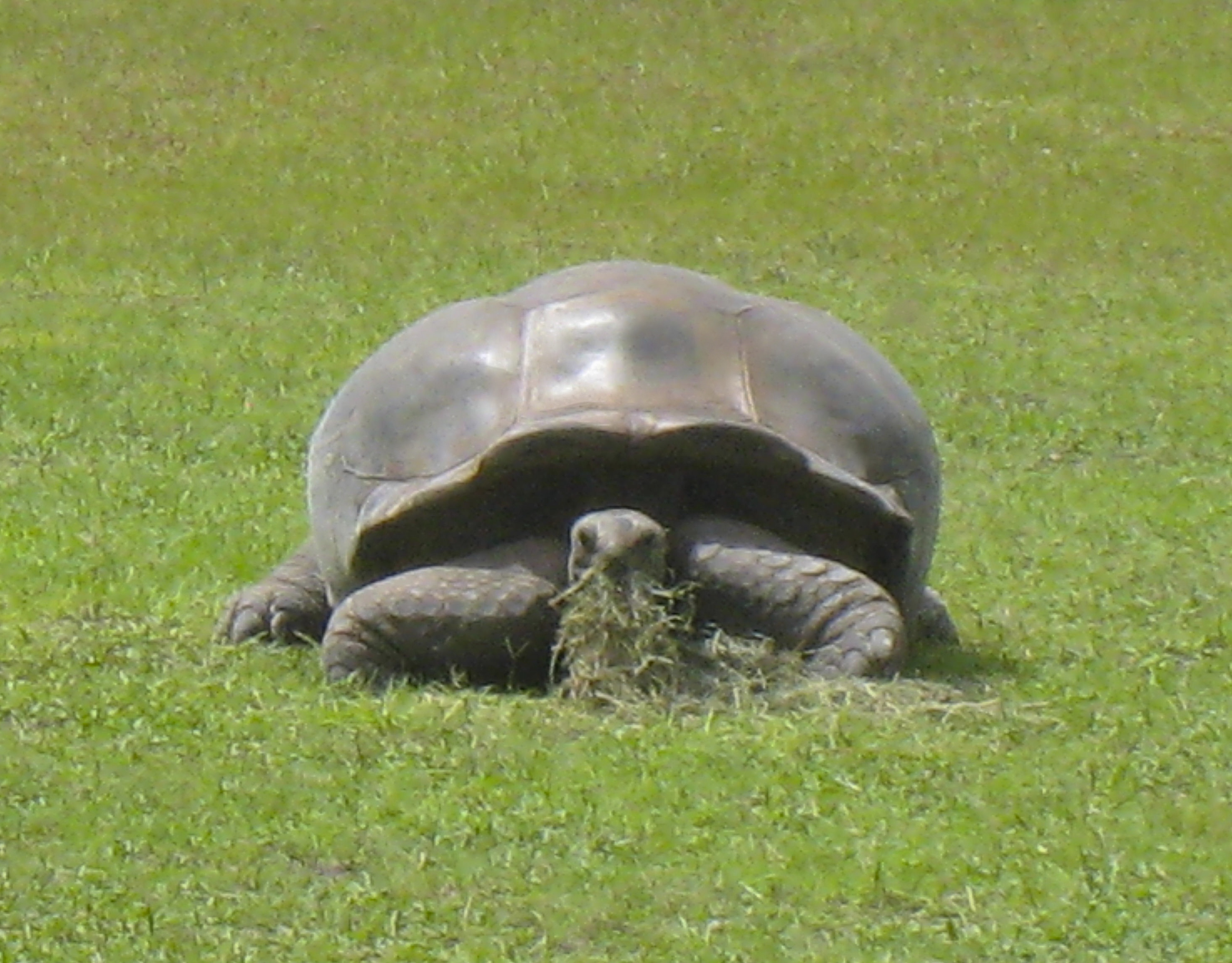 Alfa // Large male aldabra tortoise