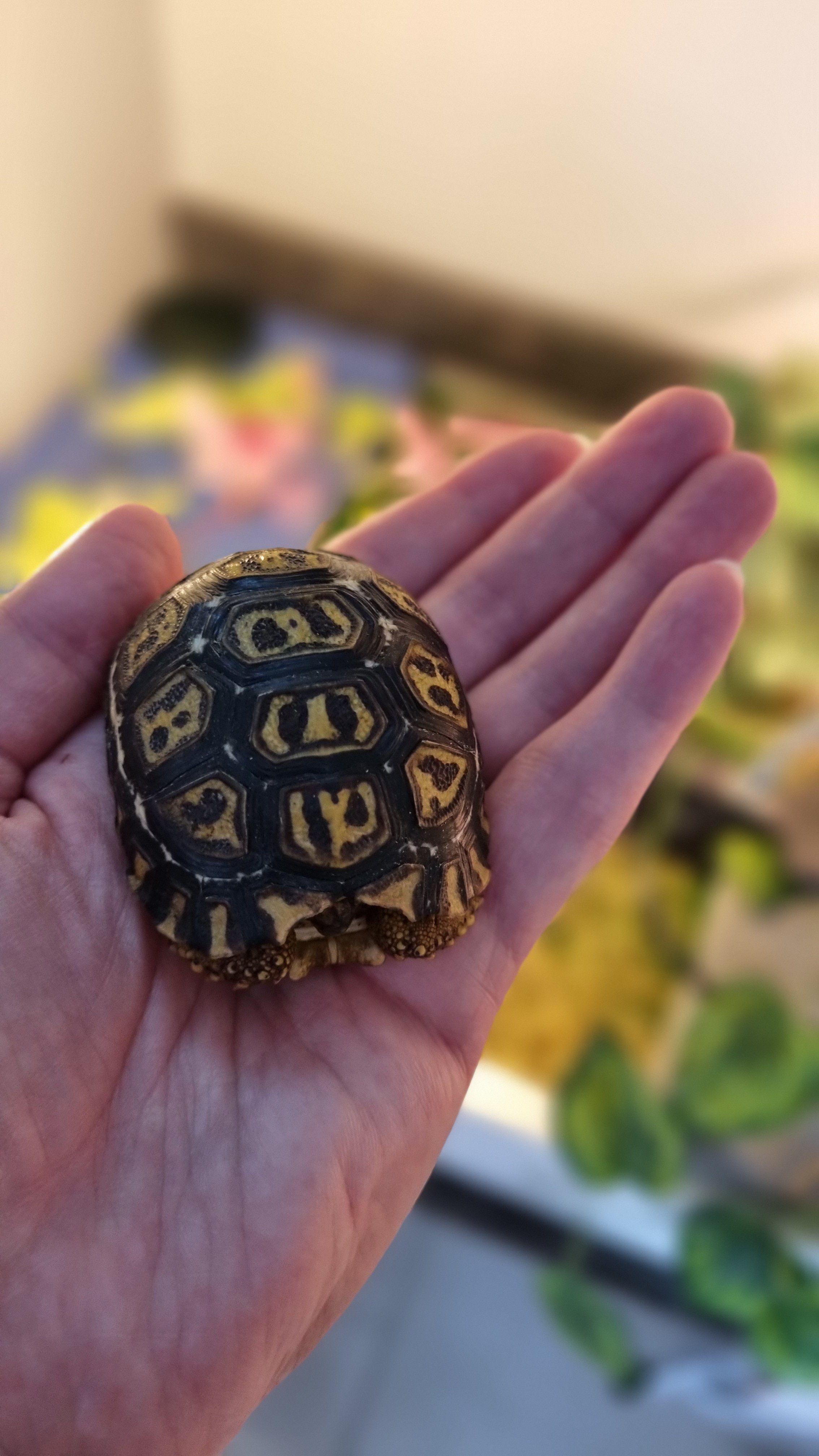 Baby leopard tortoise