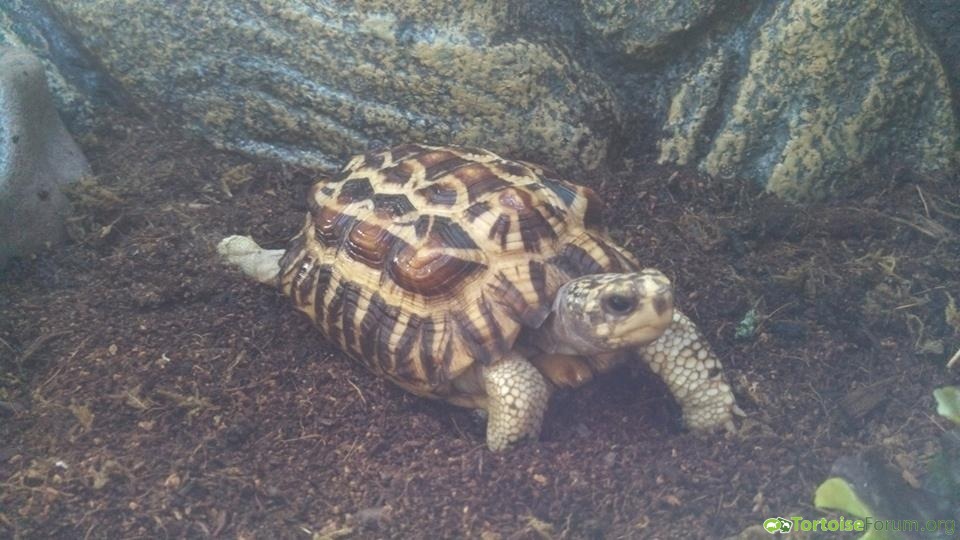 Flat tailed spider tortoise