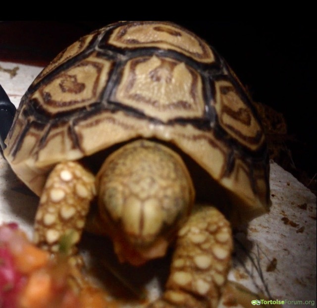 Hangry tortoise
