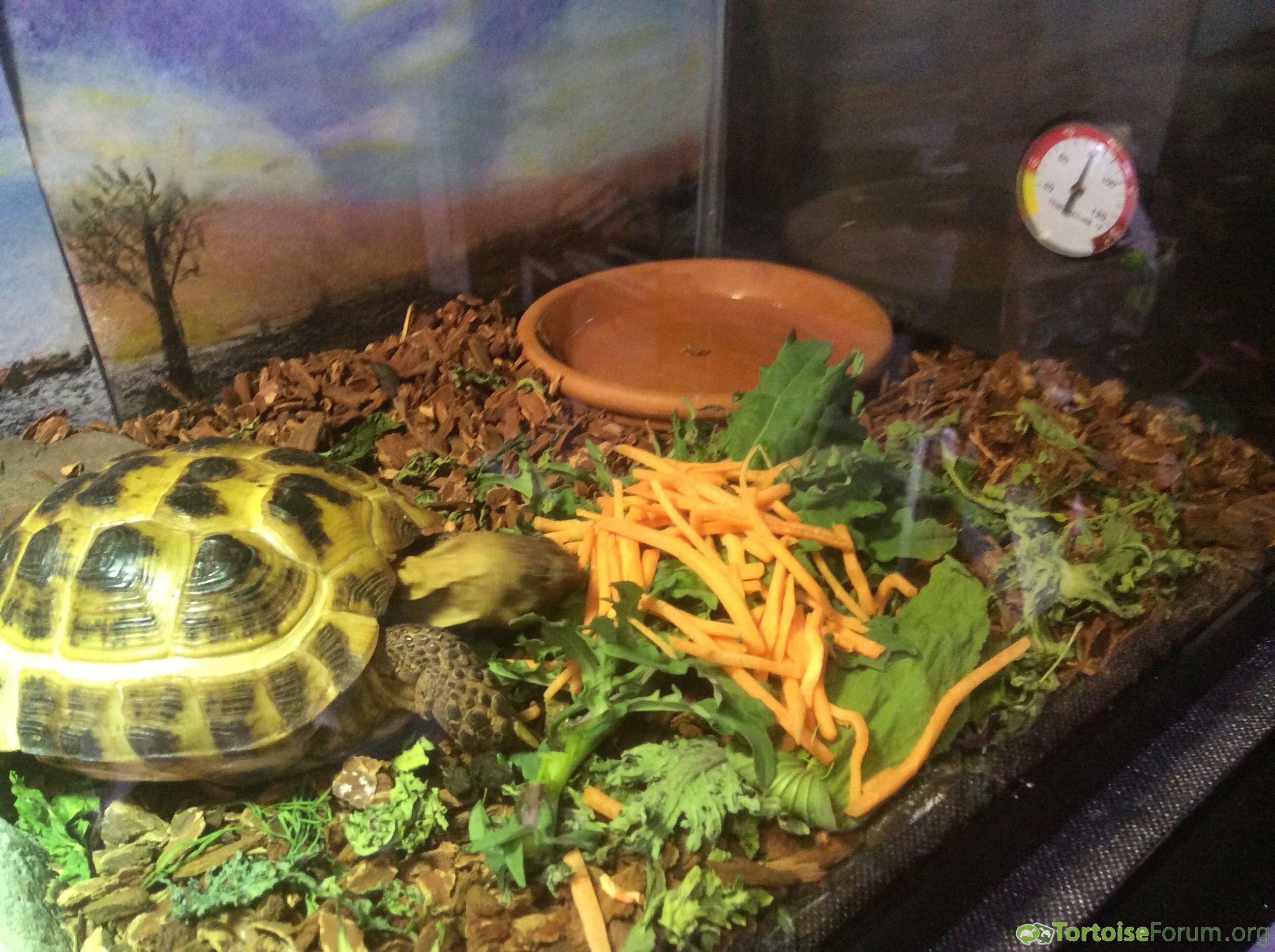 Happy national tortoise day Betty!