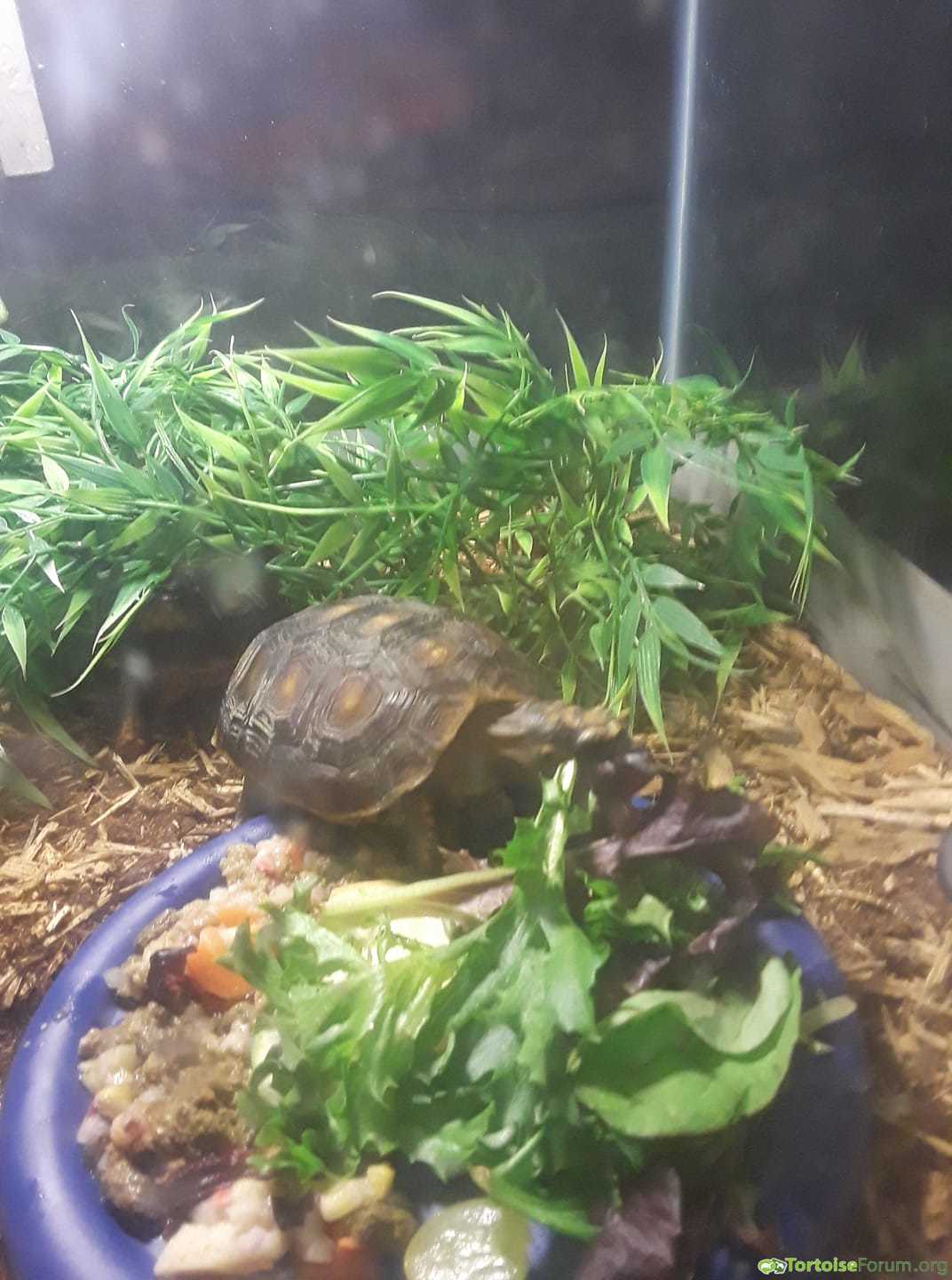 HeShe and HimHer eating in their tank
