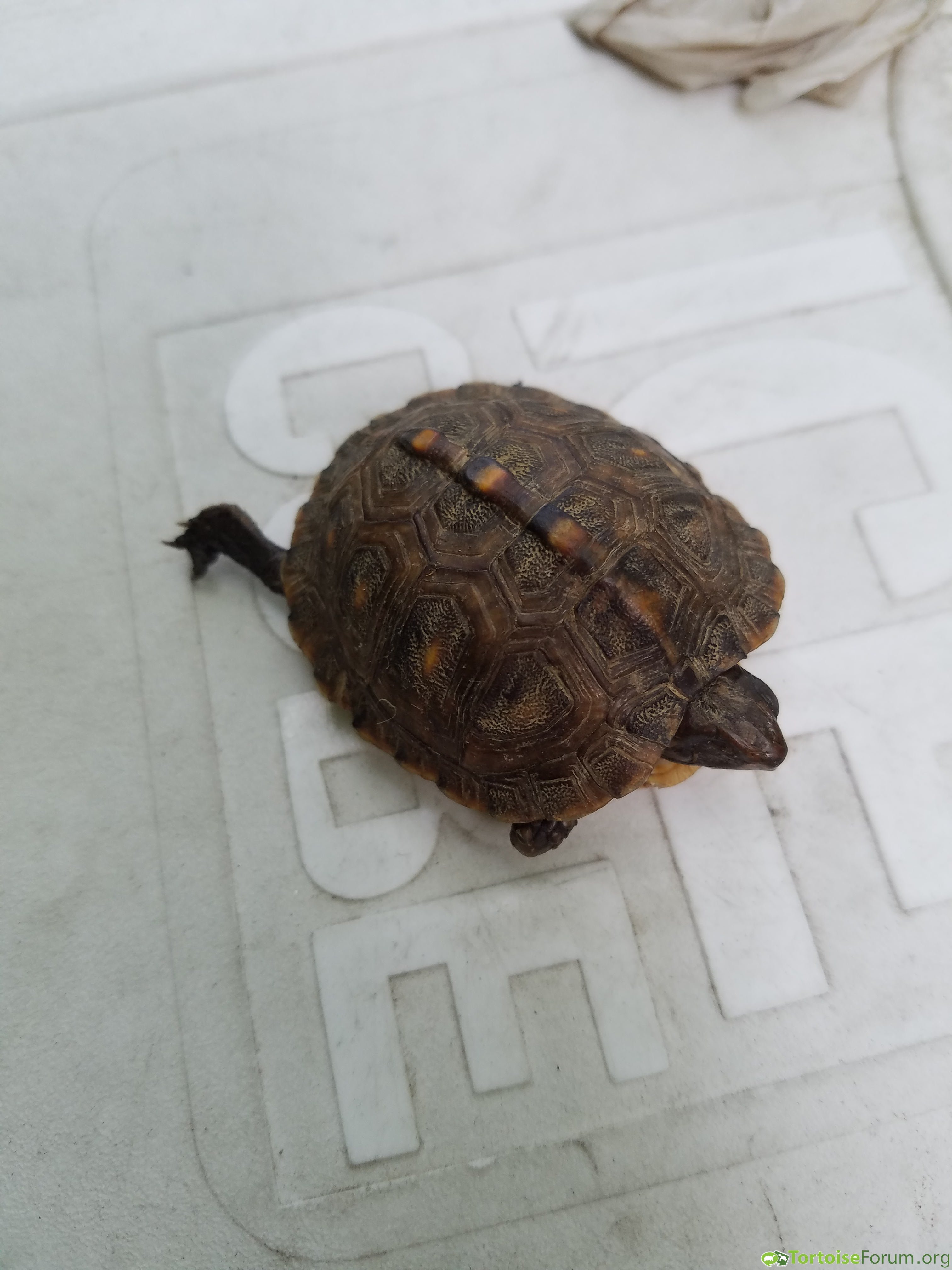 Just Found a Baby Turtle 5*18*2017