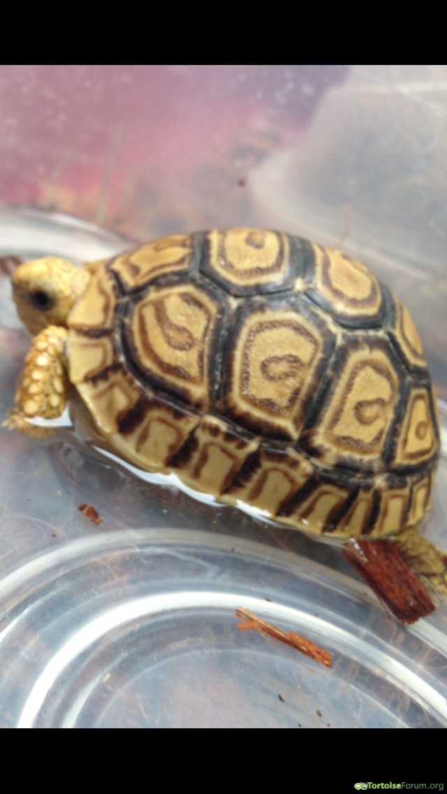 My 4 month old babcocki leopard tortoise