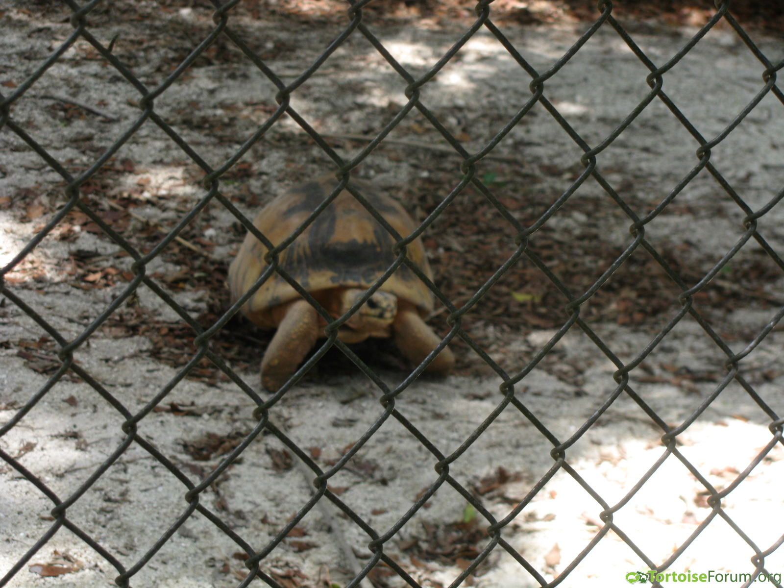 My local zoo's Radiated tortoise