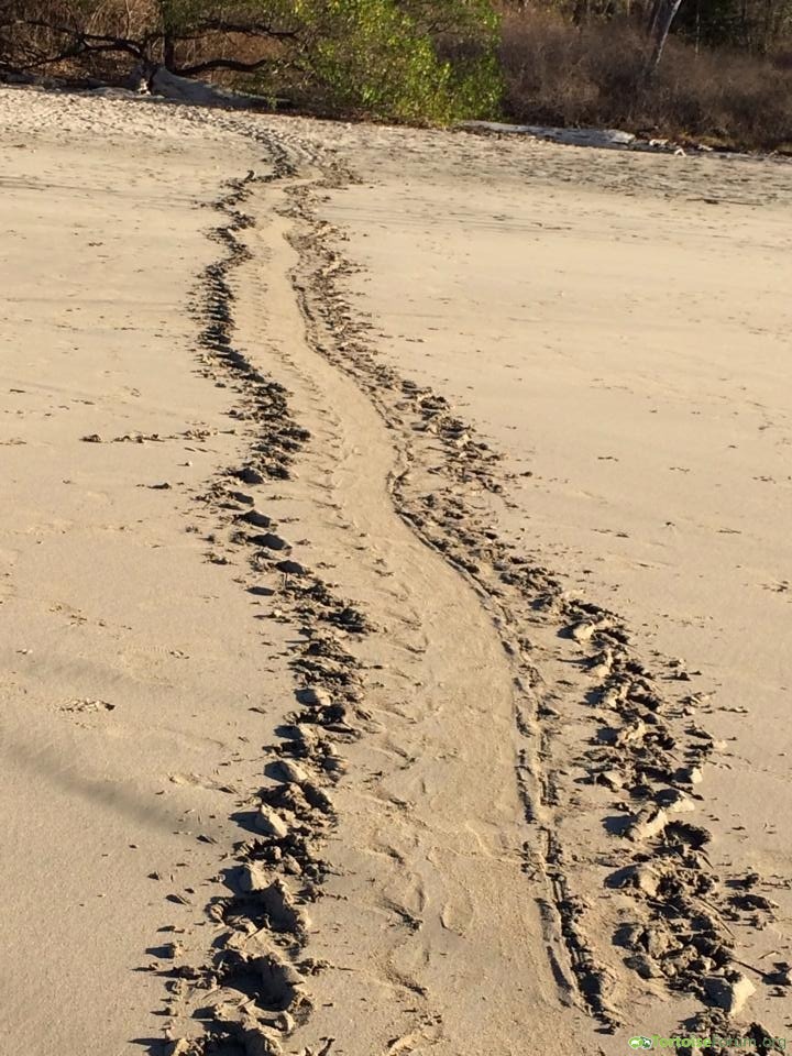 Sea turtle tracks from nest
