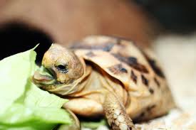 Test Tortoise Image