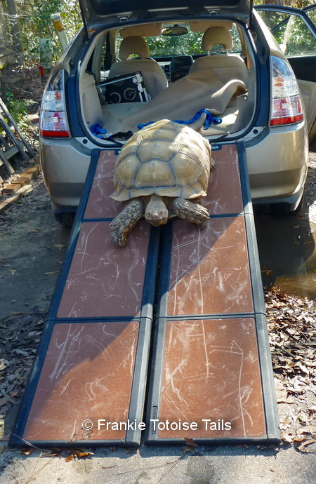 Tortoise Ramp