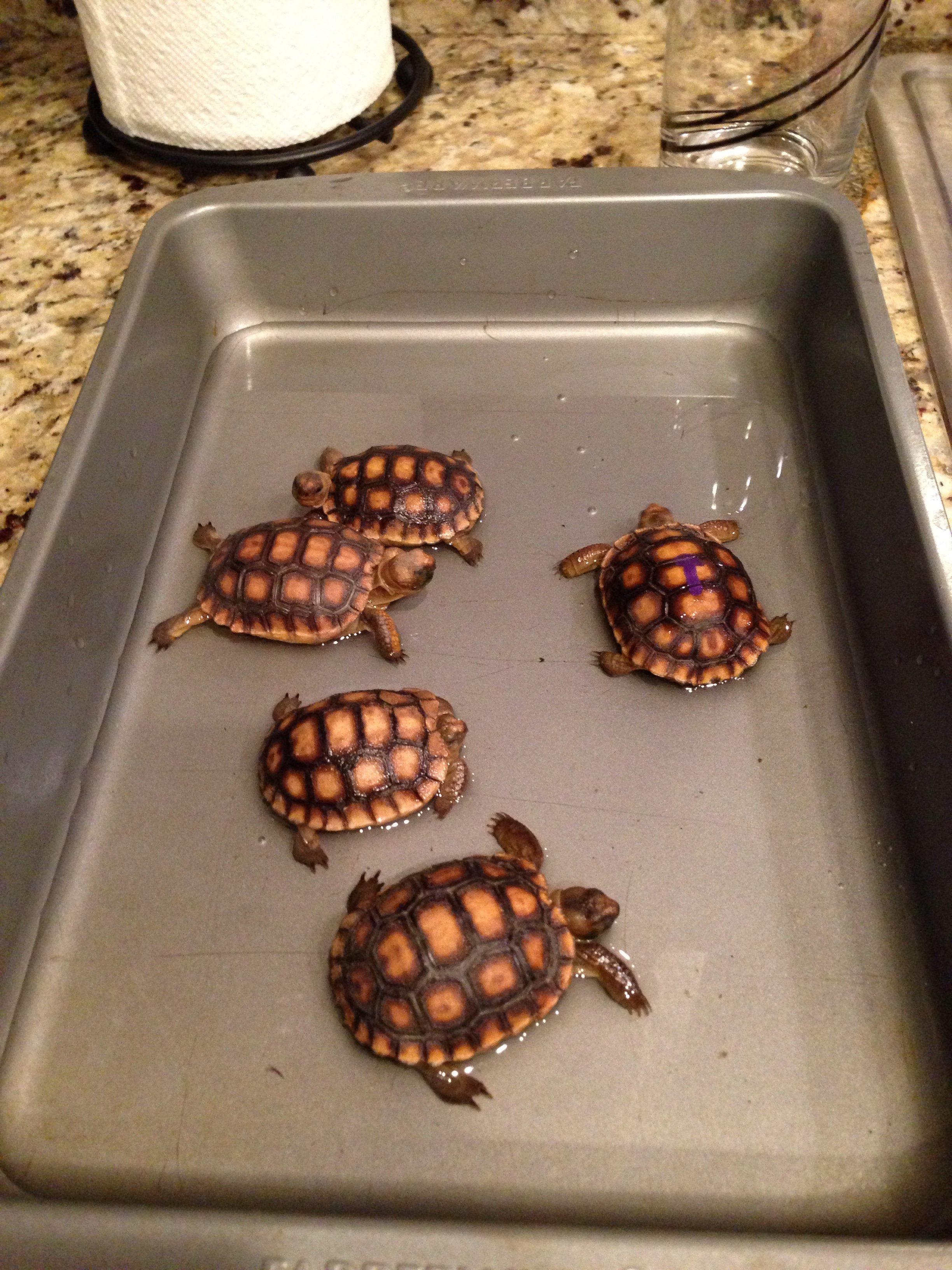 Tortoise soak party!