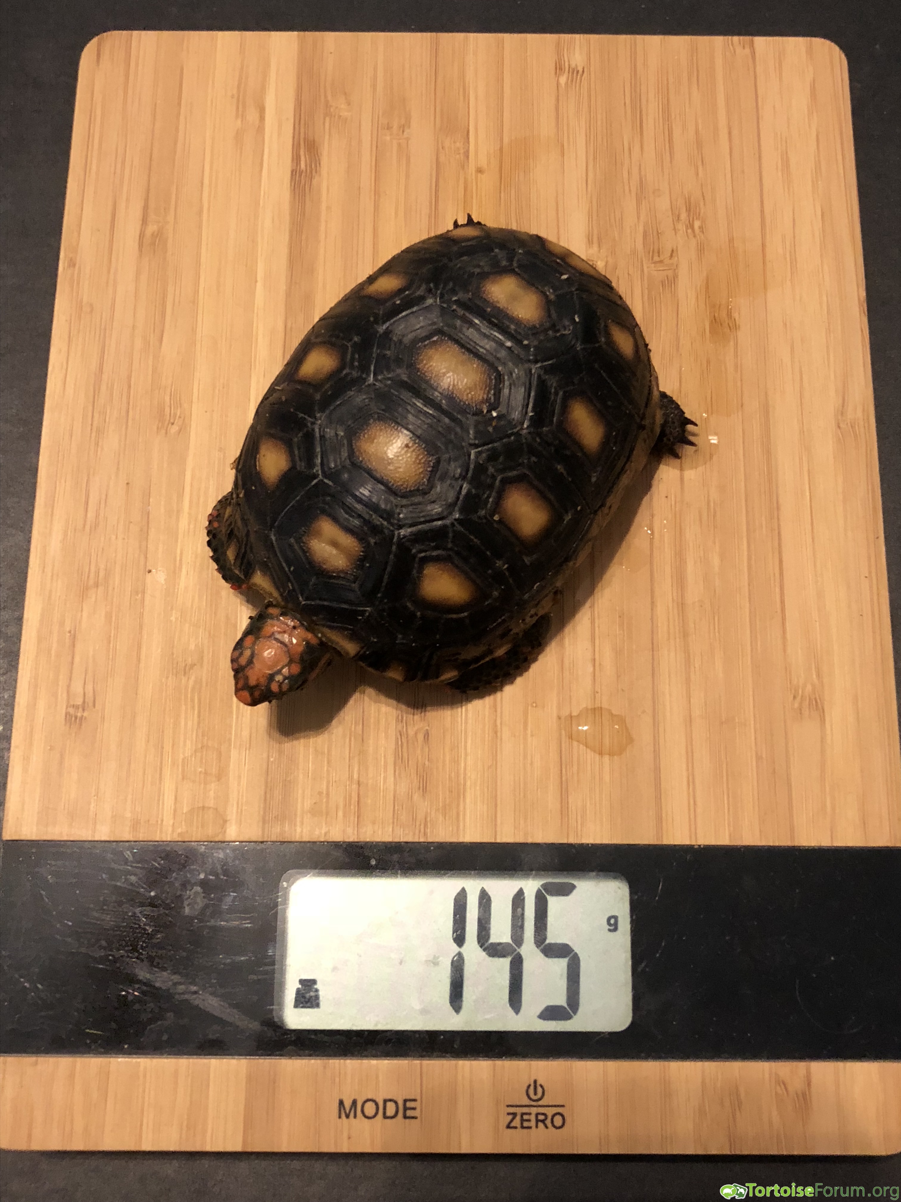 Weight on 2-22-18 (Spike)
