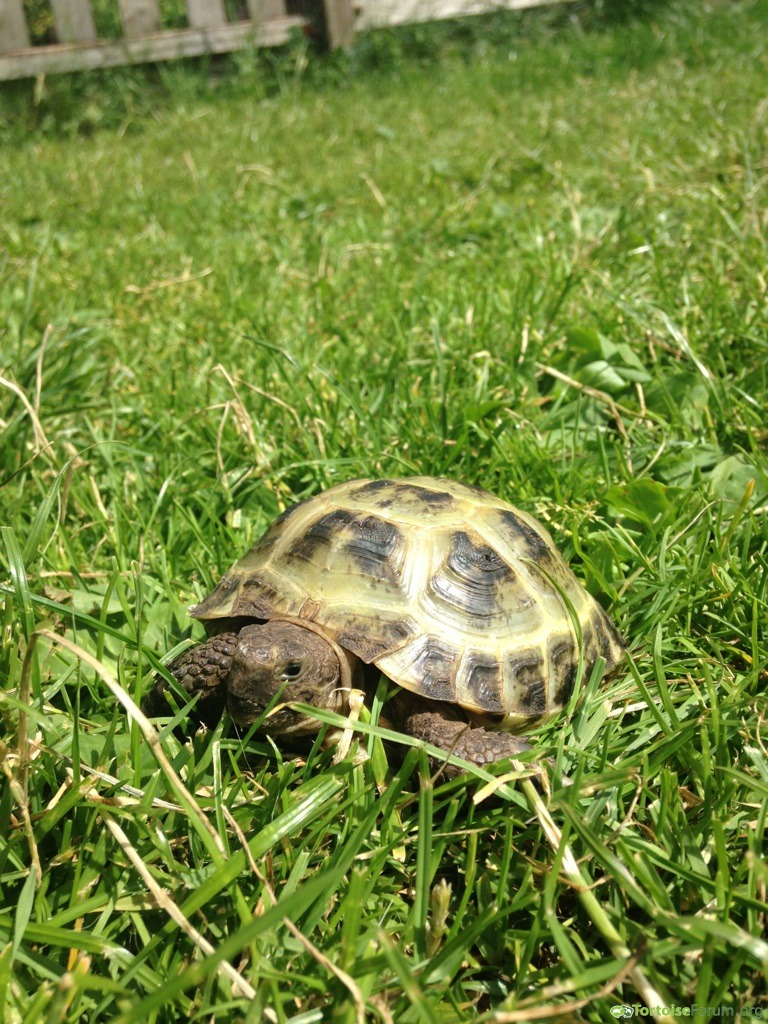 Yoshi in the grass
